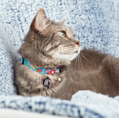 Max & Molly Smart ID Cat Collar Little Monsters/1 size - Нашийник для котів Smart ID монстри