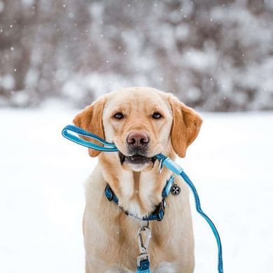 Поводок многофункциональный Max & Molly Multi-Function Leash Matrix Sky Blue голубого цвета, M