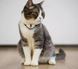 Cheerble KiTiDOT Black Collar - Нашийник для котів з лазерною іграшкою