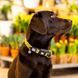 Нашийник для собак Max & Molly Smart ID Collar Monkey Maniac з принтом Мавпочки, XS