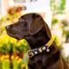 Нашийник для собак Max & Molly Smart ID Collar Monkey Maniac з принтом Мавпочки, XS