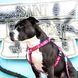 Шлейки для собак Max & Molly H-Harness Magical с принтом Магия, XS