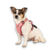 Шлейки для собак Max & Molly Smart ID Sport Harness Matrix 2.0 Rose розового цвета, M