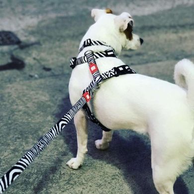 Шлейки для собак Max & Molly H-Harness Zebra с принтом Зебра, XS