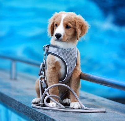 Шлейки для собак Max & Molly Air Vest Harness Matrix 2.0 Rose розового цвета, S
