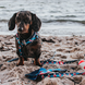Шлейки для собак Max & Molly H-Harness Frenzy the Shark с принтом Бешеная акула, S