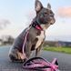 Ошейник для собак Max & Molly Smart ID Collar Leopard Pink с леопардовым принтом, XS