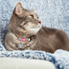 Max & Molly Smart ID Cat Collar Donuts/1 size - Ошейник для кошек Smart ID пончик