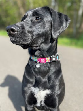 Ошейник для собак Max & Molly Smart ID Collar Donuts с принтом Пончики, XS