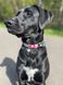 Ошейник для собак Max & Molly Smart ID Collar Donuts с принтом Пончики, XS