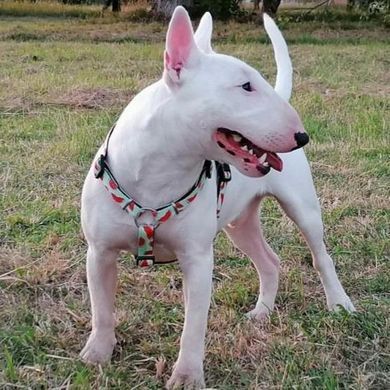 Шлейки для собак Max & Molly H-Harness Watermelon с принтом Арбуз, L