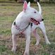 Шлейки для собак Max & Molly H-Harness Watermelon с принтом Арбуз, L