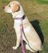 Поводок многофункциональный Max & Molly Multi-Function Leash Leopard Pink с леопардовым принтом, S