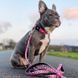 Повідець багатофункціональний Max & Molly Multi-Function Leash Leopard Pink з леопардовим принтом, S