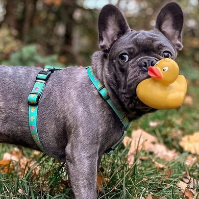 Шлейки для собак Max & Molly H-Harness Ducklings з принтом Каченята, L