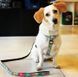 Повідець короткий для собак Max & Molly Short Leash Donuts з принтом Пончики, L