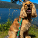 Поводок короткий для собак Max & Molly Short Leash Tropical с принтом Тропики, XS