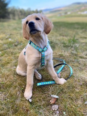 Повідець багатофункціональний Max & Molly Multi-Function Leash Ducklings з принтом Каченята, XS