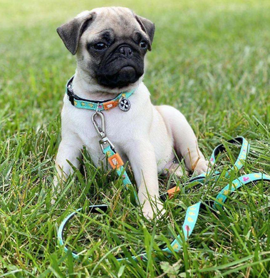 Повідець багатофункціональний Max & Molly Multi-Function Leash Ducklings з принтом Каченята, XS