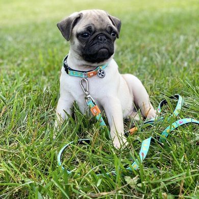 Повідець багатофункціональний Max & Molly Multi-Function Leash Ducklings з принтом Каченята, XS