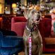 Повідець короткий для собак Max & Molly Short Leash Cherry Bloom з принтом Вишневе цвітіння, XS
