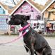 Ошейник для собак Max & Molly Smart ID Collar Magical с принтом Магии, XS