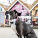 Нашийник для собак Max & Molly Smart ID Collar Magical з принтом Магії, XS