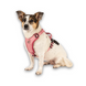 Шлейки для собак Max & Molly Smart ID Sport Harness Matrix 2.0 Rose рожевого кольору, S