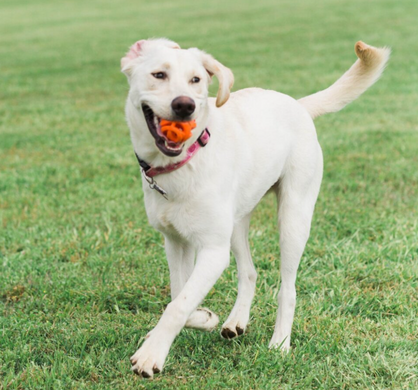 Chuckit Breathe Right Fetch Ball - Чакіт м'яч мереживний для собак 6,5 см