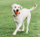 Chuckit Breathe Right Fetch Ball - Чакіт м'яч мереживний для собак 6,5 см