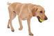West Paw JIVE DOG BALL - Супер м'яч для собак XS (5 см)