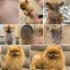 DERMagic Skin Rescue - Лосьйон заспокійливий при алергіях, лупі, свербіжі
