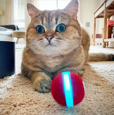 Cheerble Red Ball - Интерактивный красный мяч для кошек