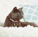 Max & Molly Smart ID Cat Collar Cherry Bloom/1 size - Ошейник для кошек Smart ID цветы вишни