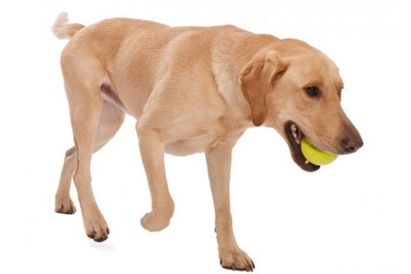 West Paw JIVE DOG BALL - Супер м'яч для собак L (8 см)