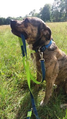 Поводок многофункциональный Max & Molly Multi-Function Leash Matrix Lime Green зеленого цвета, S