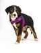 Шлейки для собак Max & Molly Q-Fit Harness Matrix Pink розового цвета, XS