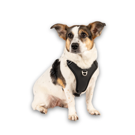 Шлейки для собак Max & Molly Smart ID Sport Harness Matrix 2.0