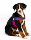 Шлейки для собак Max & Molly Q-Fit Harness Matrix Pink розового цвета, XS