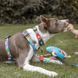Шлейки для собак Max & Molly H-Harness Little Monsters з принтом Маленькі монстри, M
