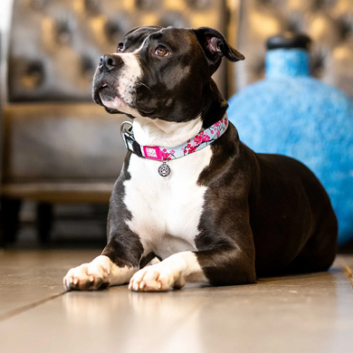 Ошейник для собак Max & Molly Smart ID Collar Cherry Bloom с принтом Вишневое цветение, XS