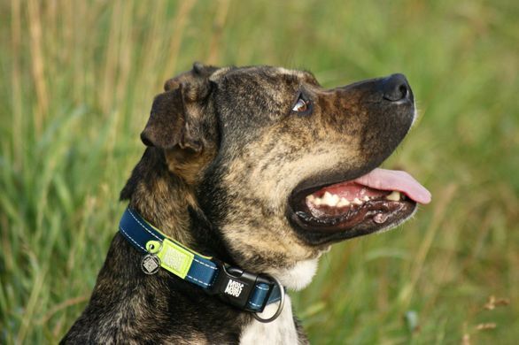 Ошейник для собак Max & Molly Smart ID Collar Matrix Lime Green зеленого цвета, XS