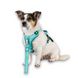 Шлейки для собак Max & Molly Smart ID Sport Harness Matrix 2.0 Turquoise бірюзового кольору, S